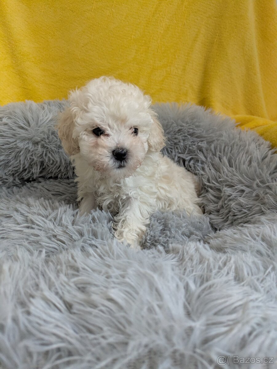 Pudl trpasličí-fenka - 5