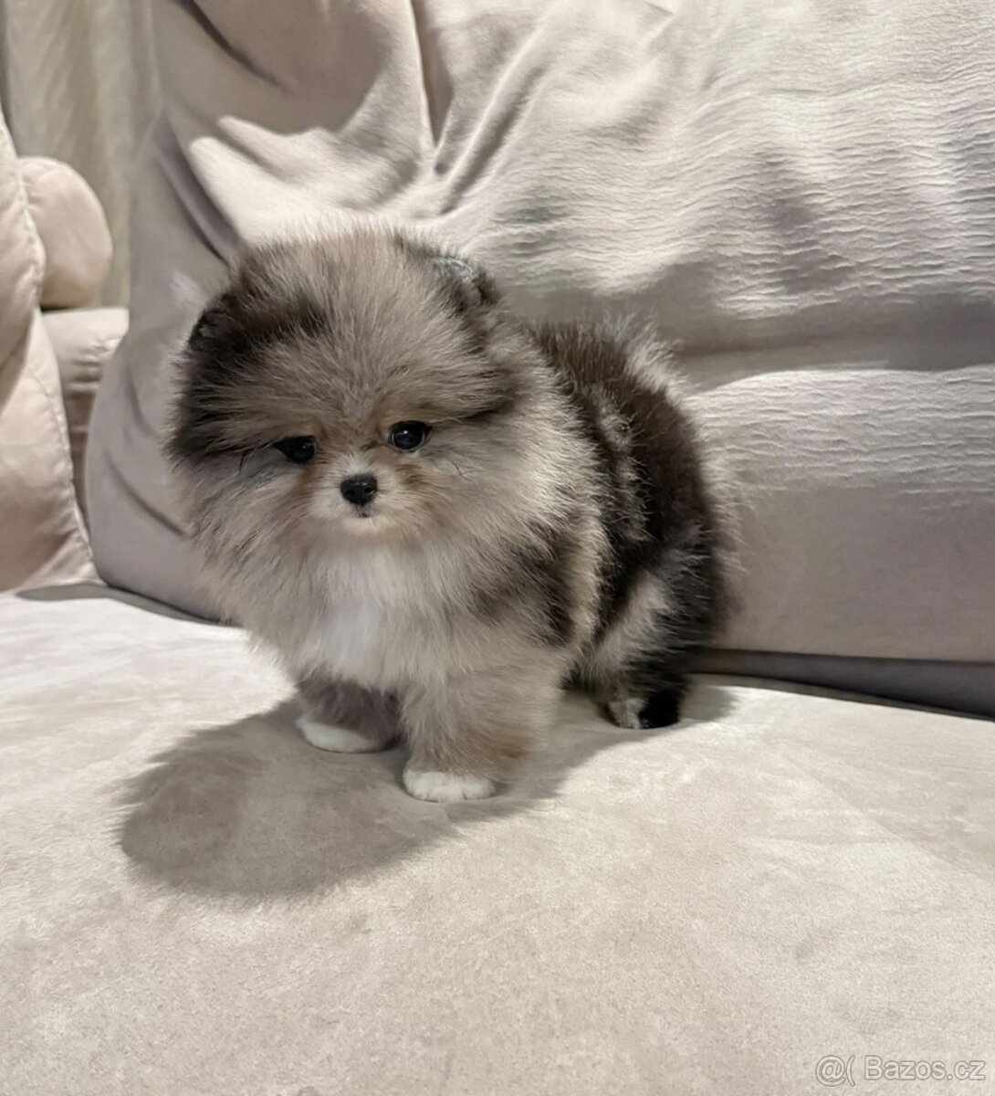 Pomeranian na prodej - 5