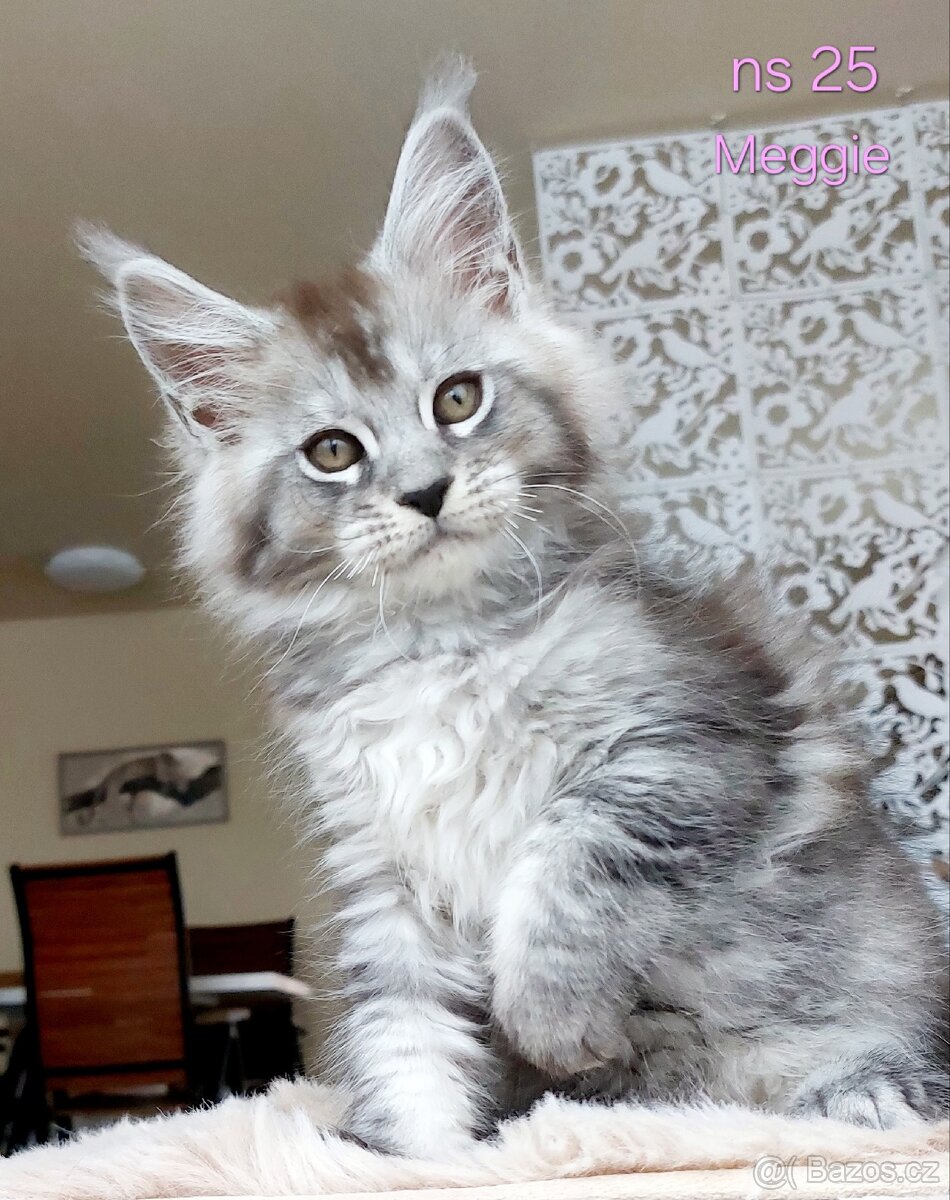 Mainská mývalí koťátka s PP - 5