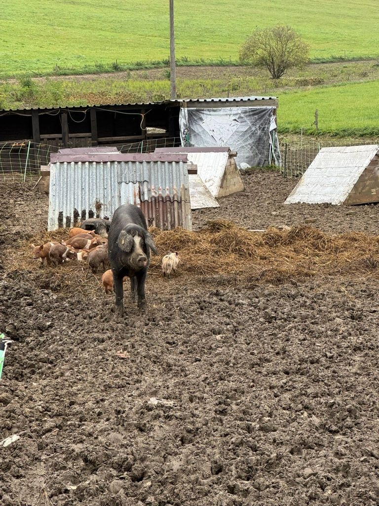 slovenské pastevné prasa - predám prasnice, prasnici - 5