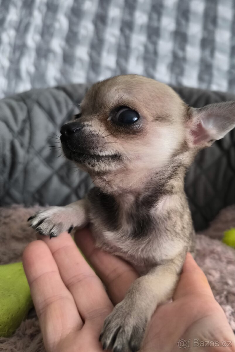Čivava - štěňátko pejsek. - 5