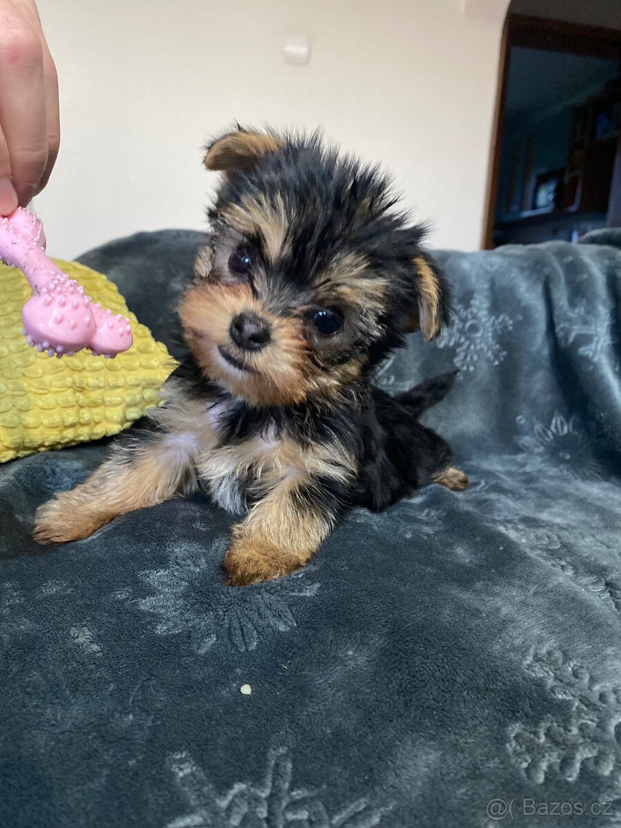 Jorkšírský teriér - 5