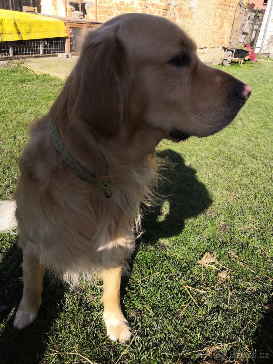 Zlatý retrívr - krytí - 5