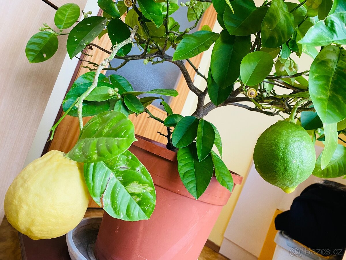 Citrus citroník plodící - 5