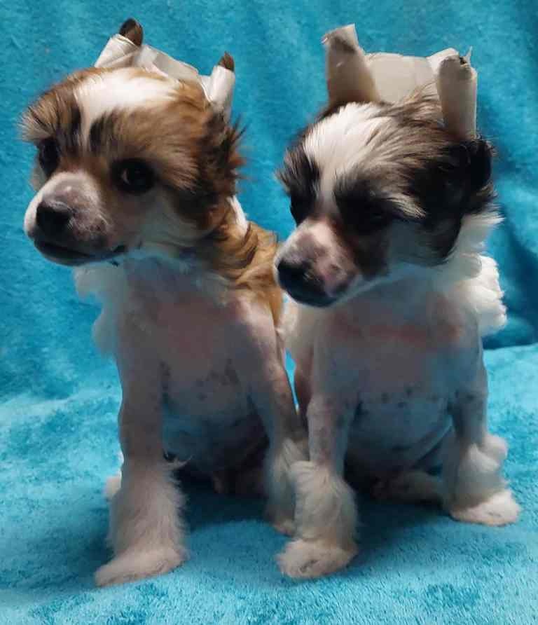 Čínský chocholatý pes - 5