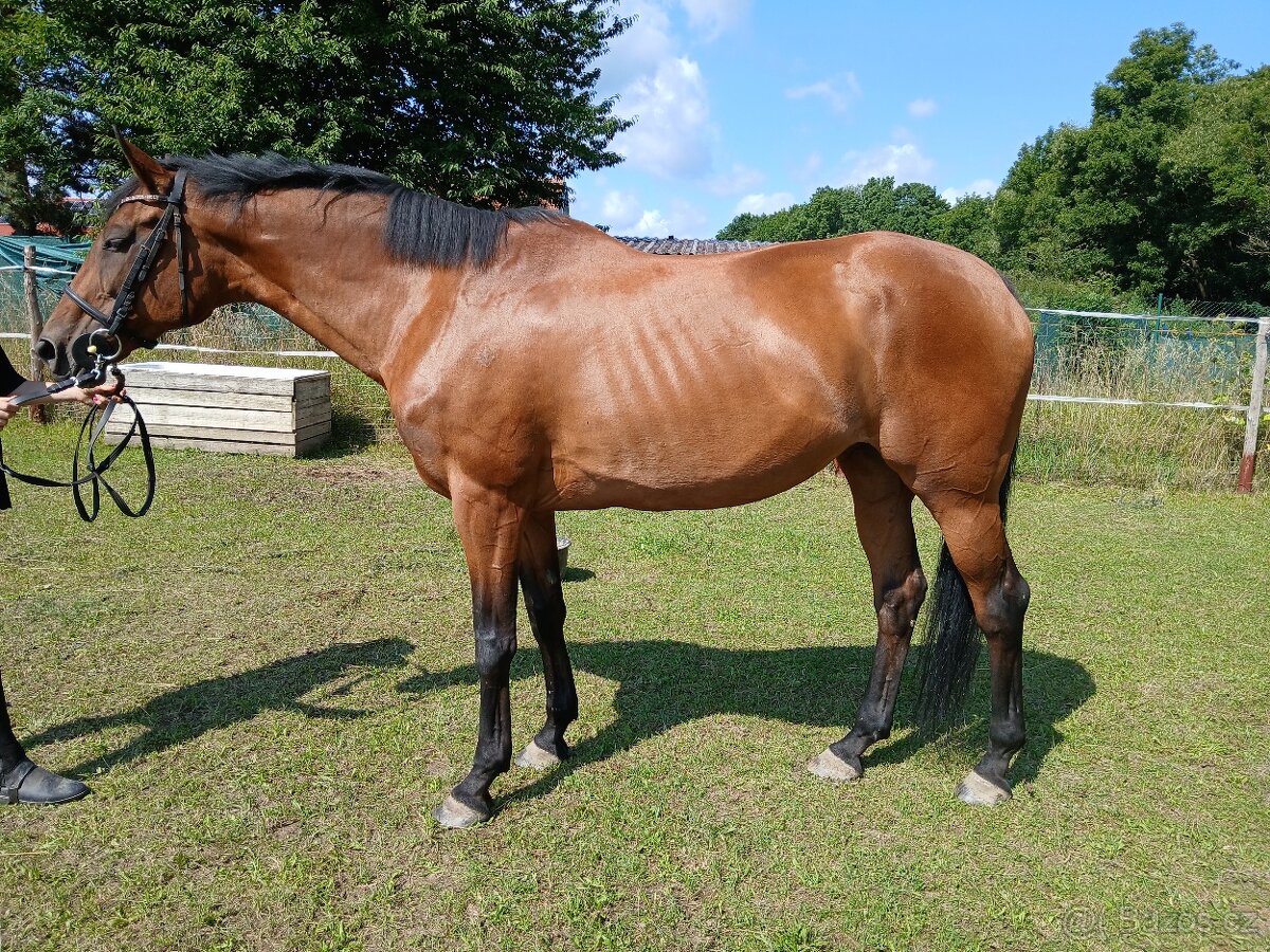 Prodám klisnu A1/1 - 5