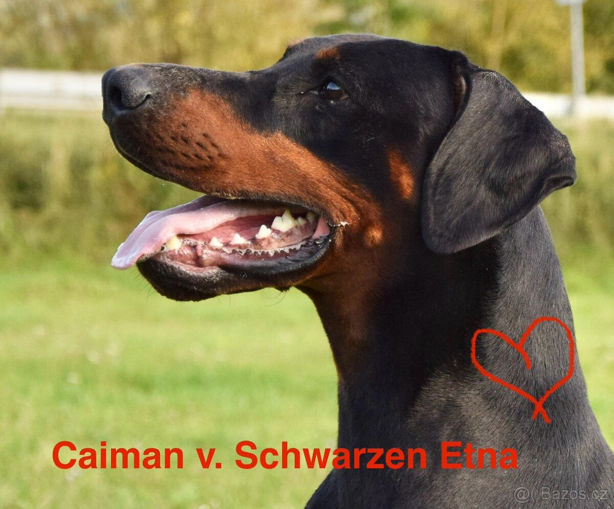 Dobrman - štěňata s PP - 5