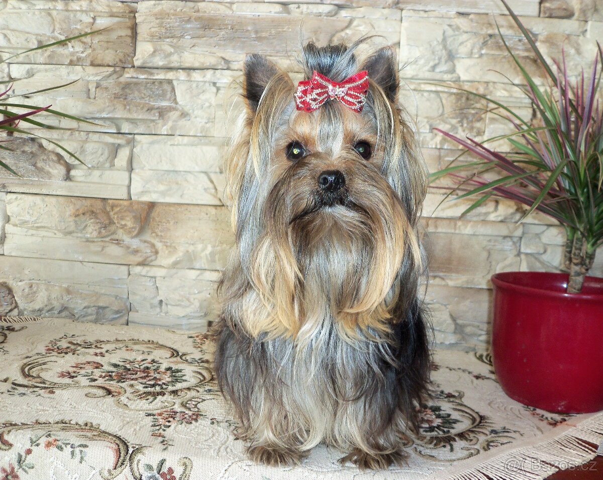 Jorkšírský teriér -mini - 5