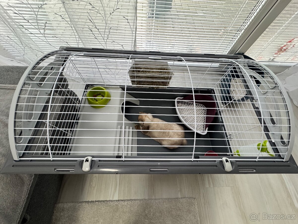 Zakrslý beránek siamský - 5