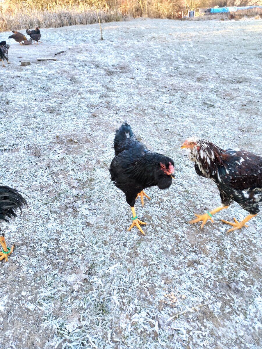 Kohoutci orlovka pestrá a černá - 5