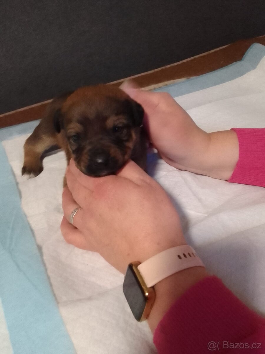 Štěňátka - 5