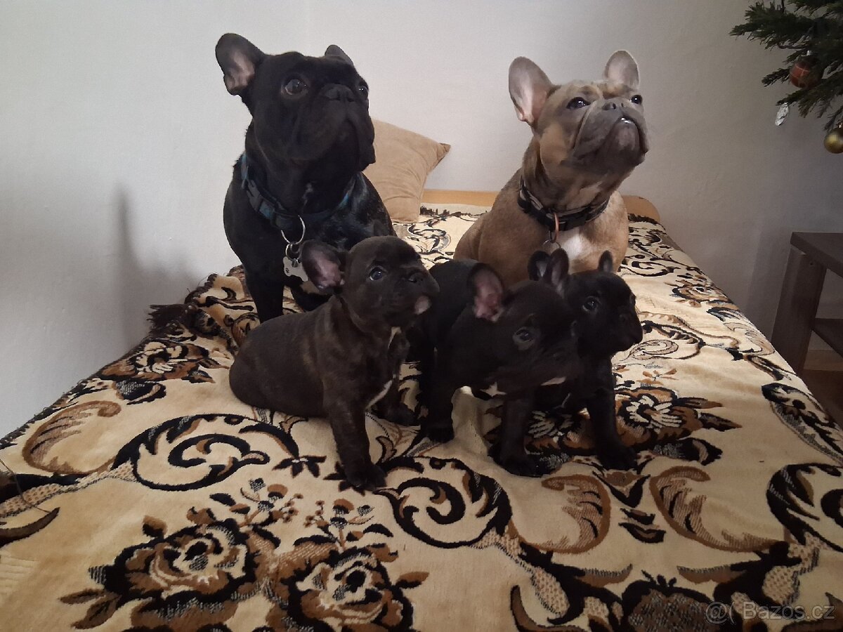 Francouzský buldoček - 5