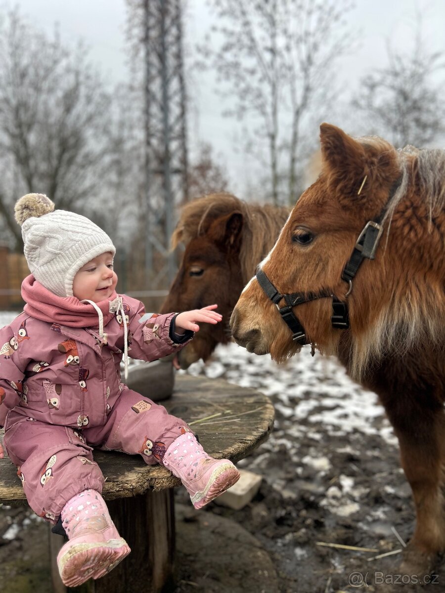 Hrebecek Shetland - 5