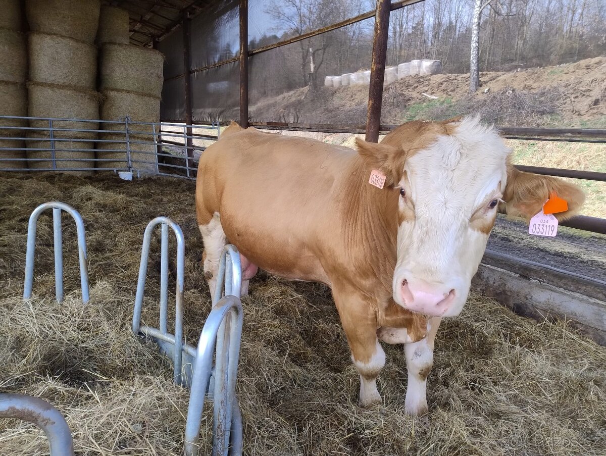 Plemenný býk Simentál - 5