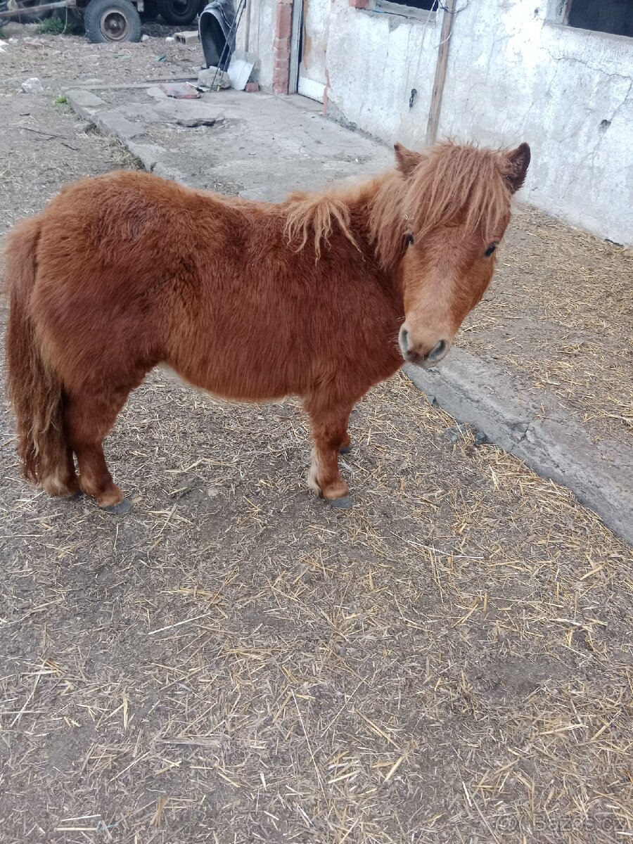 Minishetland hřebečci - 5