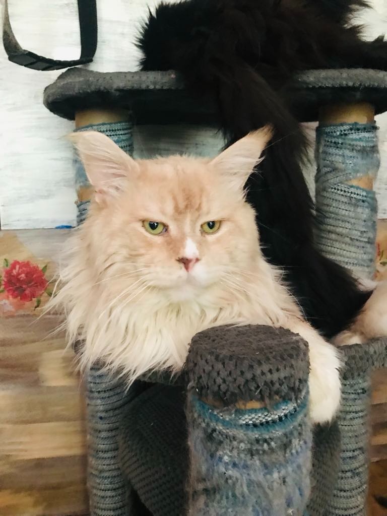 Mainsky mývalí kocour nabízí krytí - 5