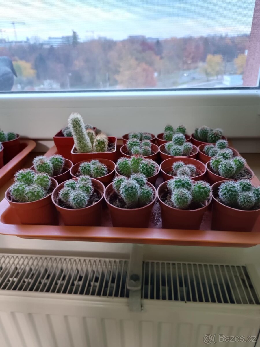 Sazeničky kaktusů mamilárie - 5