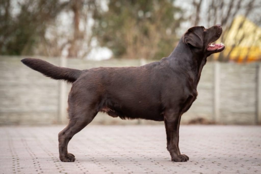 Labradorský retrívr s PP - 5