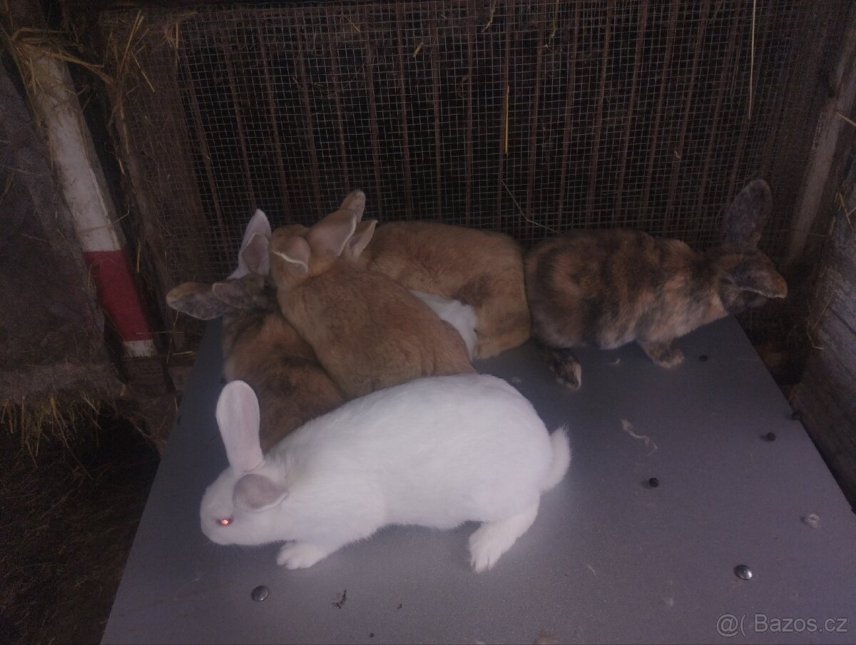 Králíci do chovu či na dokrmení Hylla x Massyla - 5