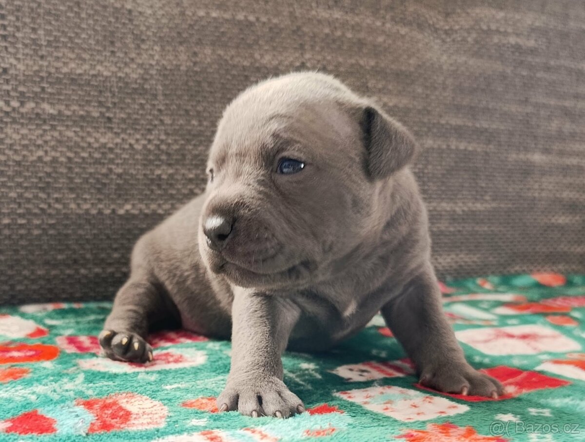 Stafordšírský bulteriér - 5