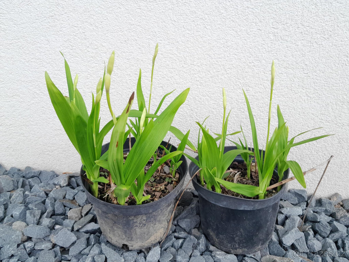 Zahradní orchidej - 5