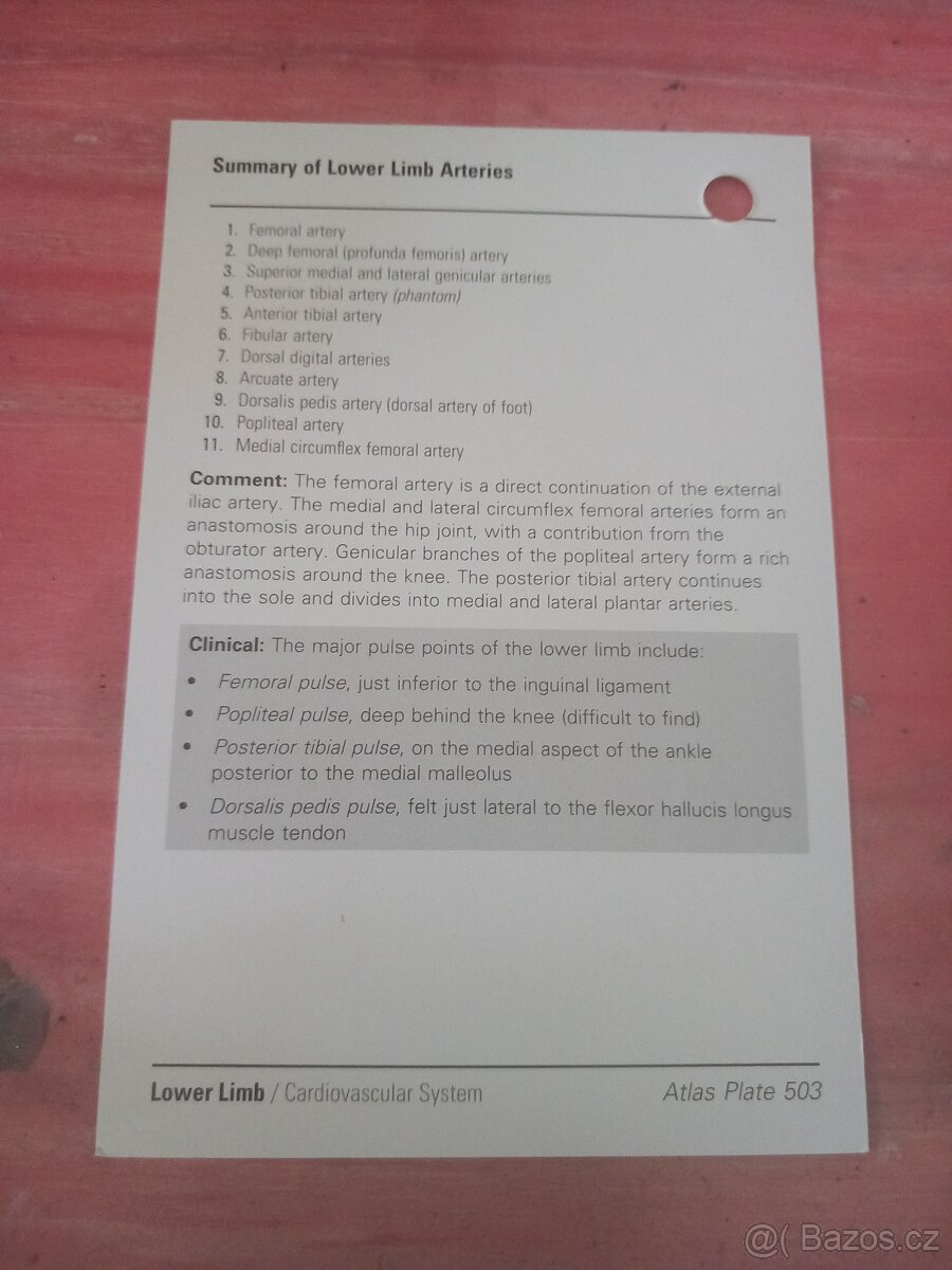 Netterův anatomický atlas - kartičky - 5