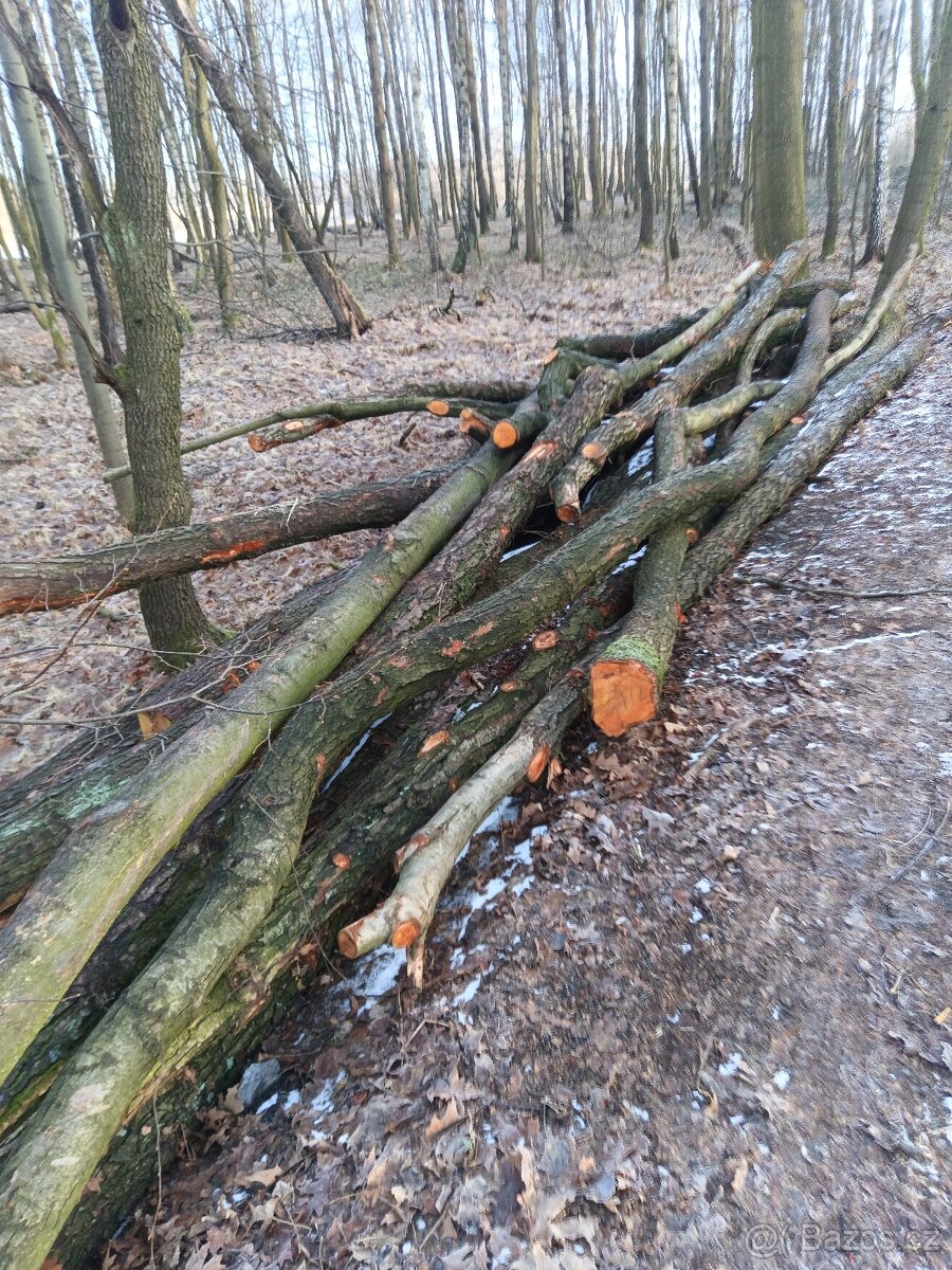 Palivové dříví v celých délkách - 5