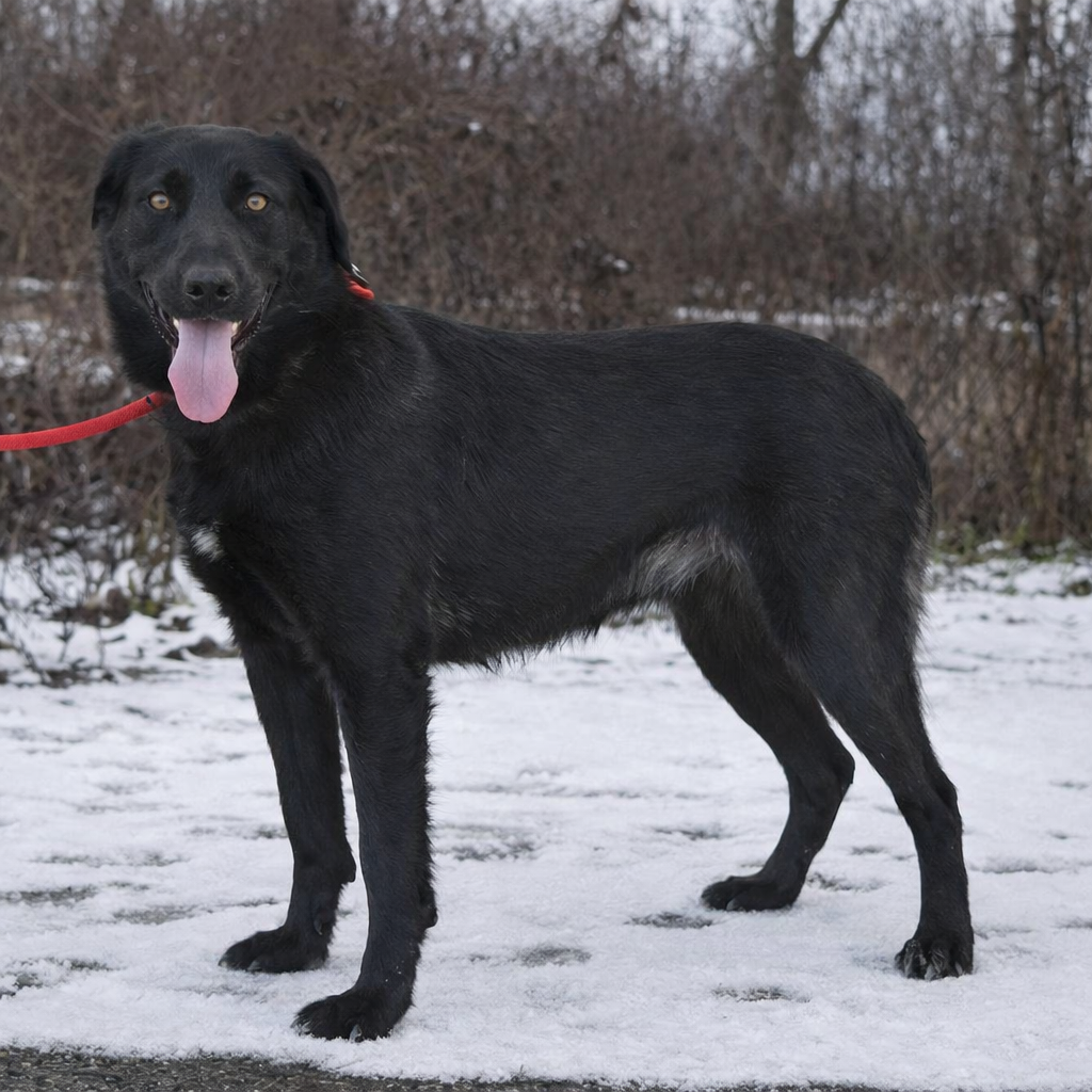 Korina hledá domov - 5