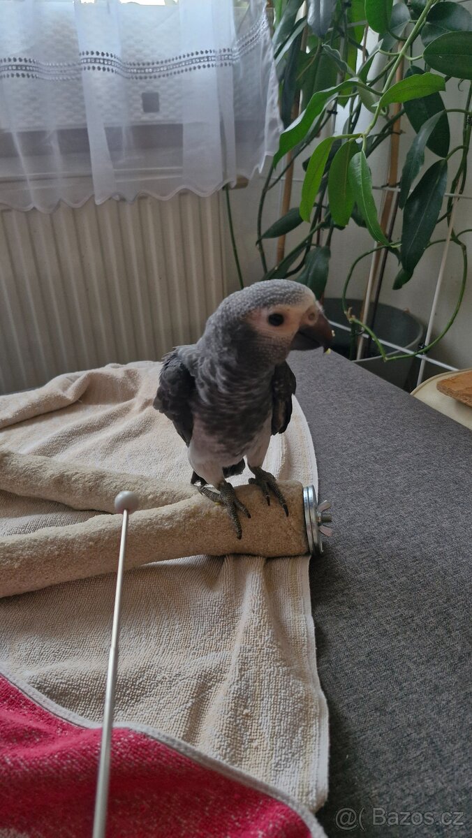 Žako liberijský - 5