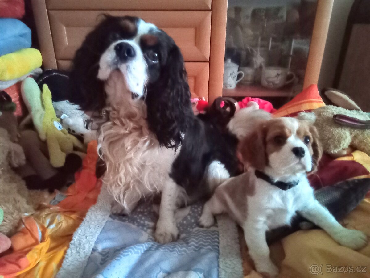 Nabídka krytí kavalir king charles španěl - 5