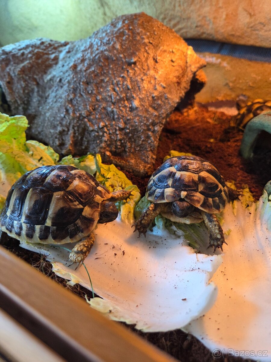Želva zelenavá (Testudo hermanni) - 5