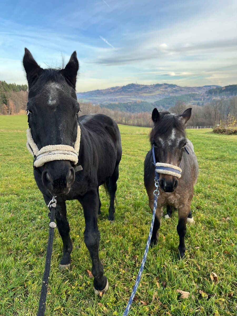 Valach společník - 5