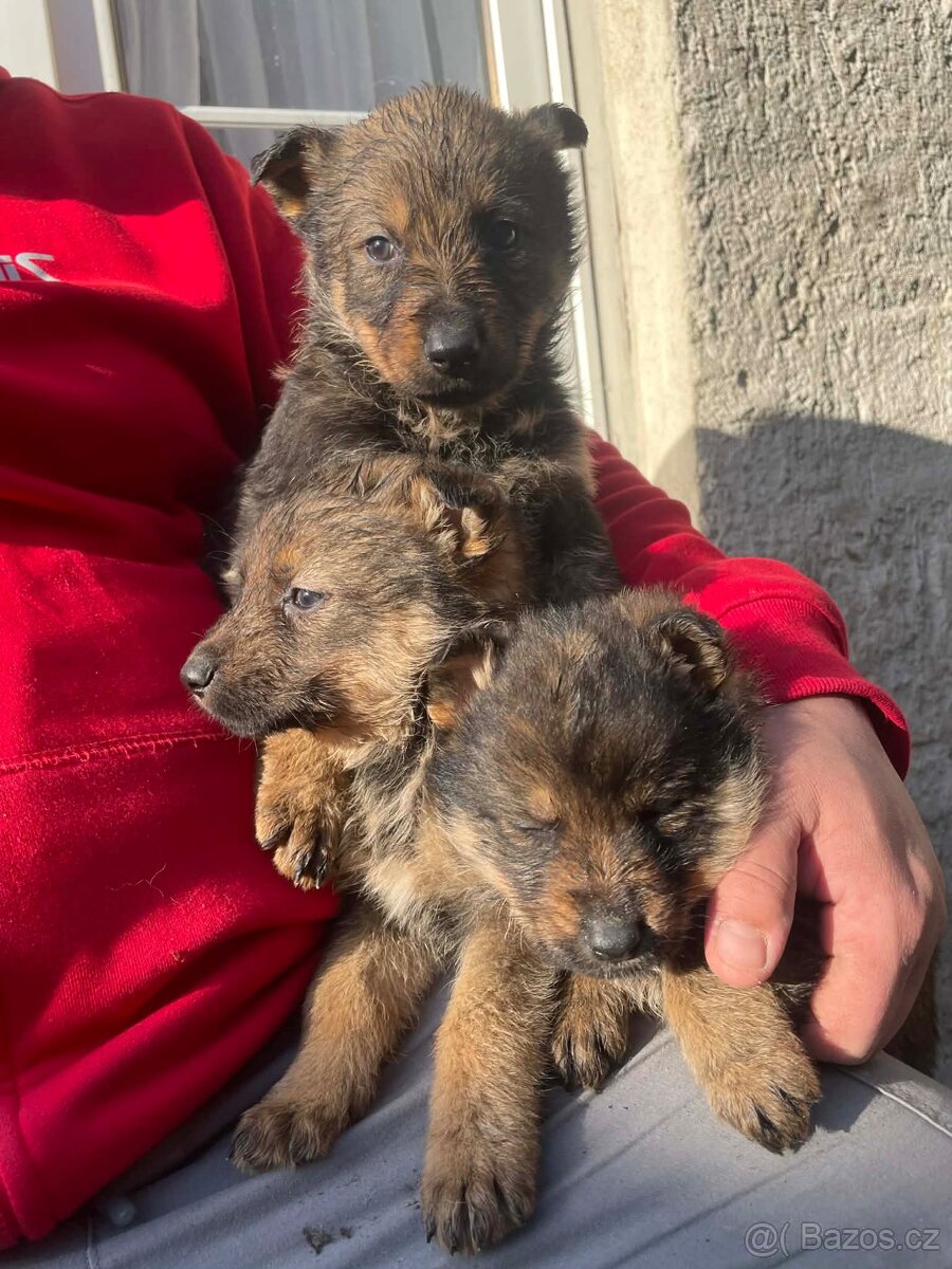 Štěně německého ovčáka - 5
