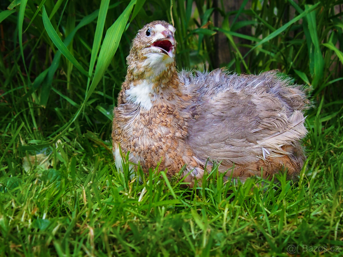 Amerika Mix křepelka - Vejce do líhně - 5