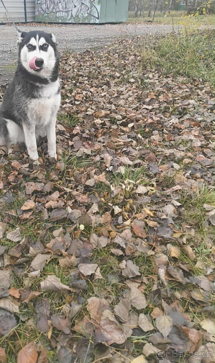 Sibiřsky husky - 5