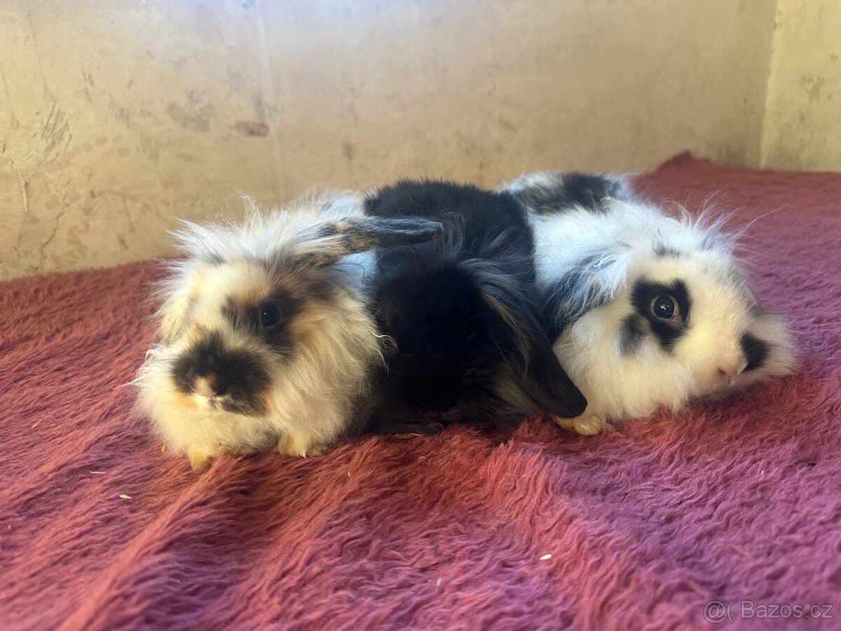 ✨ Králíček beránek – ihned k odběru ✨ - 5