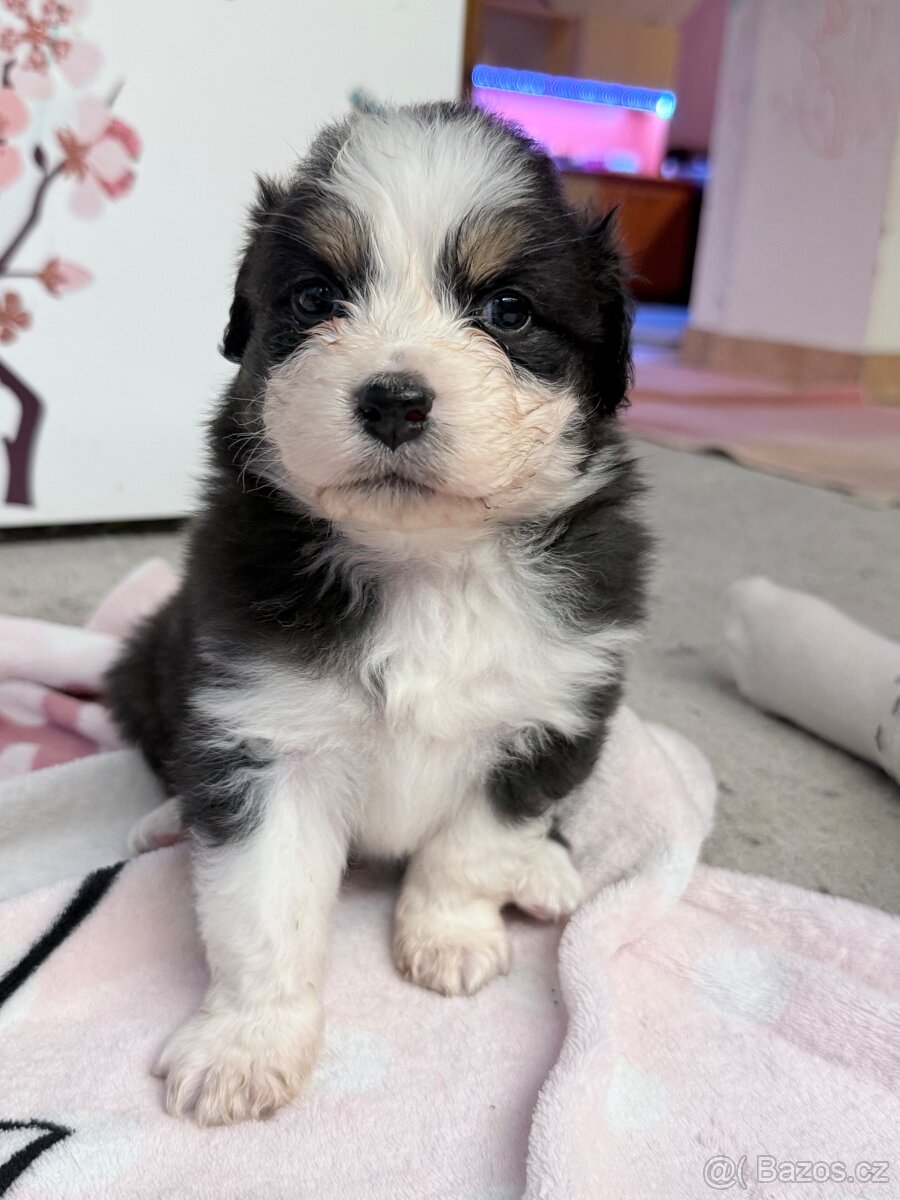 Štěňata Australský ovčák bez PP - 5