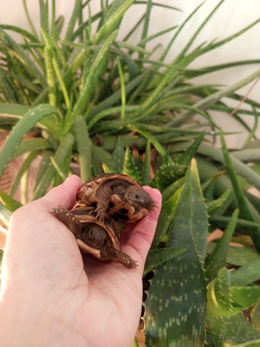 Želva zelenavá mláďata kupní smlouva, Cites - 5