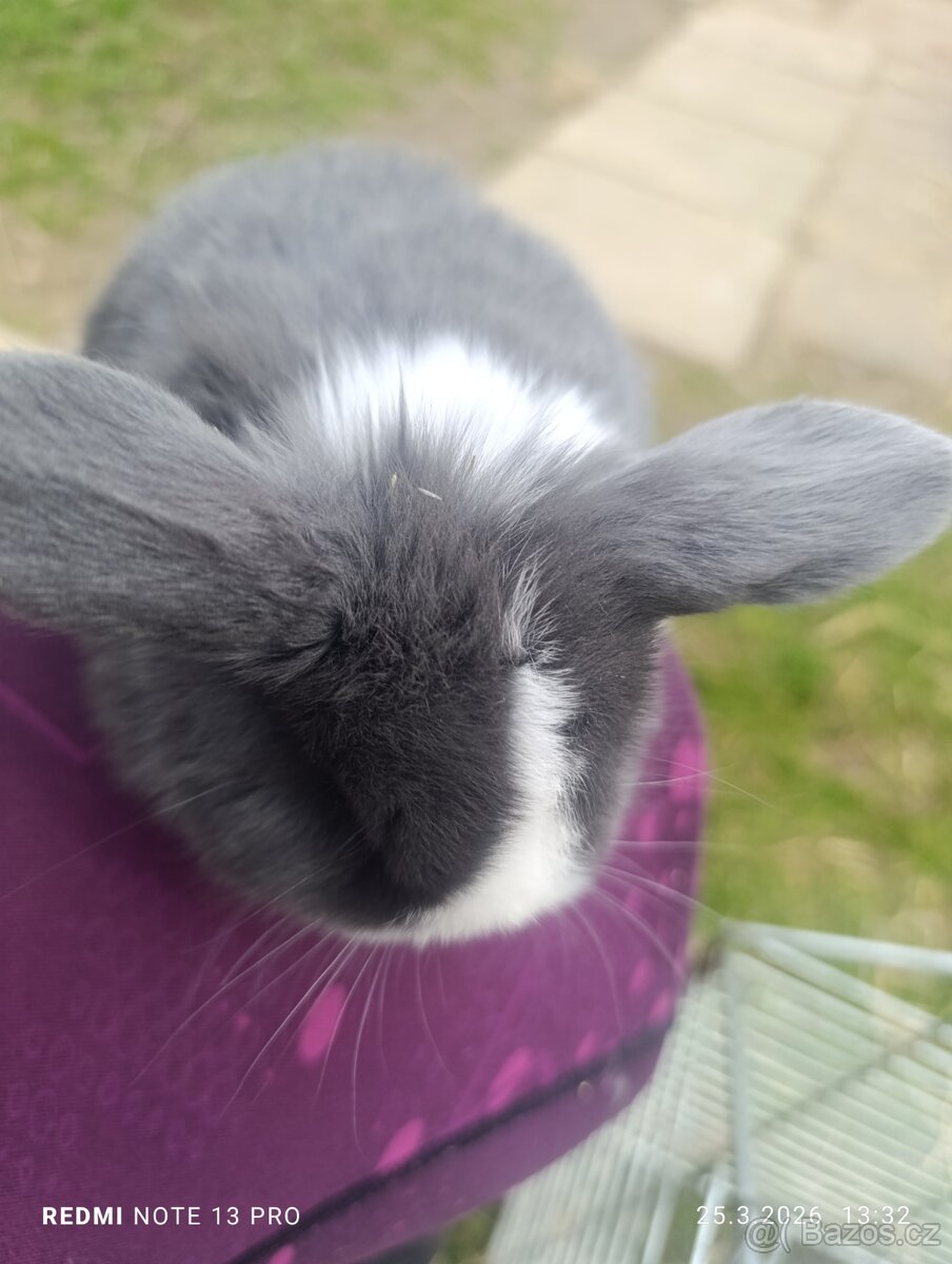 Králíček kříženec minilop - 5