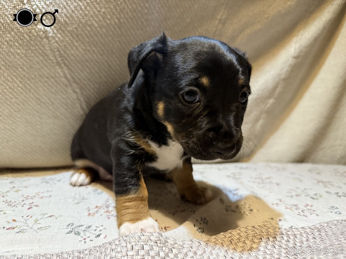 Štěně - 5