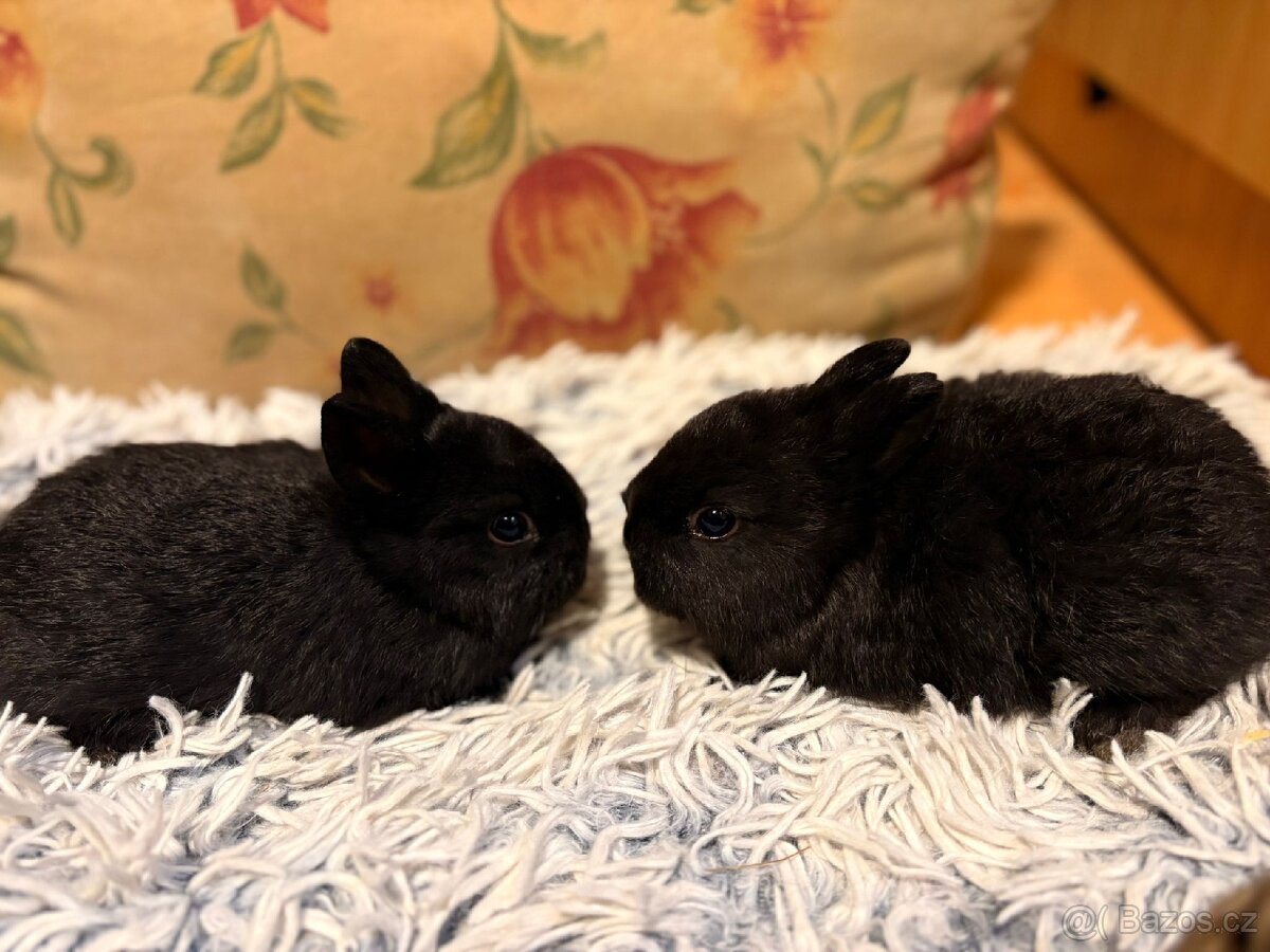 Zakrslý králíček - 5