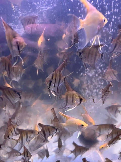 Prodej akvarijních rybiček - 5