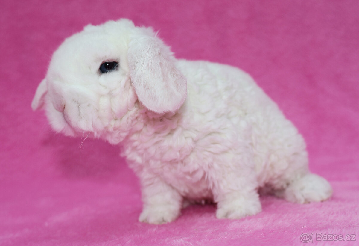 Zakrslý modrooký rex beránek sameček - 5