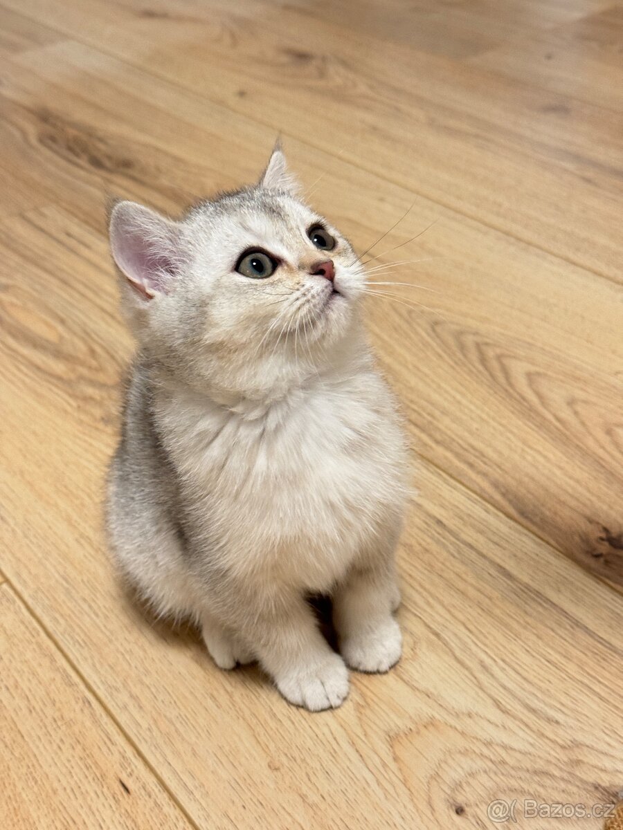 Skotská koťata - 5