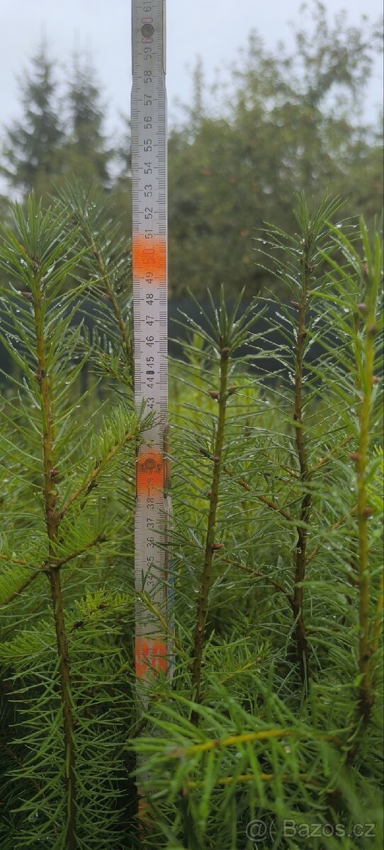 Sazenice lesních dřevin - 5