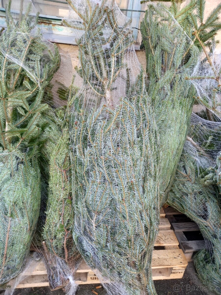 Vánoční stromky - 5