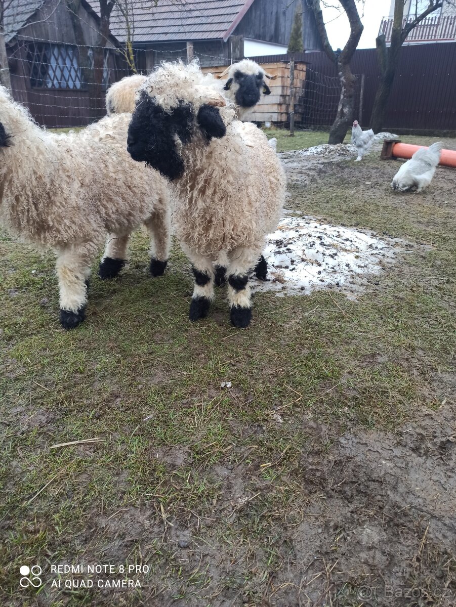 Walliserská černonosá ovce - beránek, walliser - 5