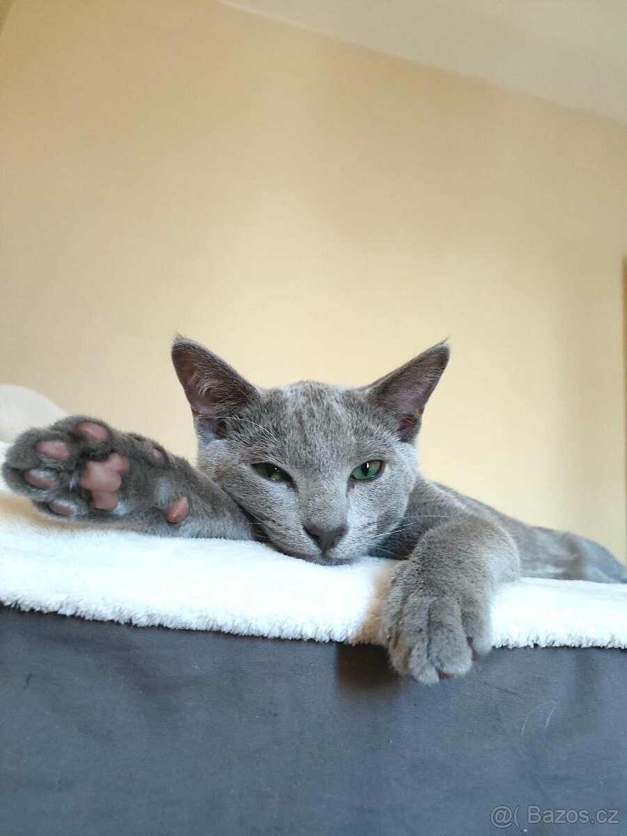 Ruská modrá kocour ke krytí - 5