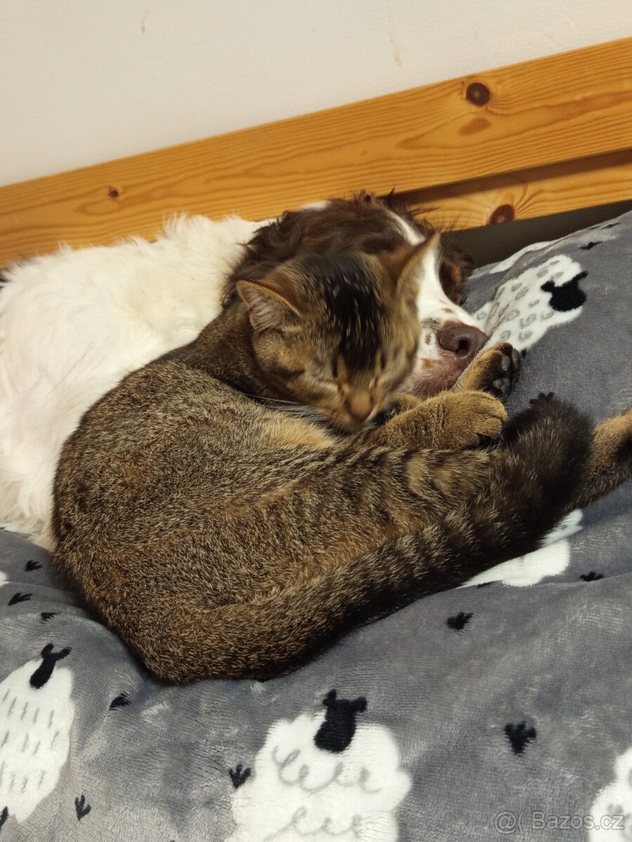 Daruji kočičku, kříženec Britské kočky. - 5