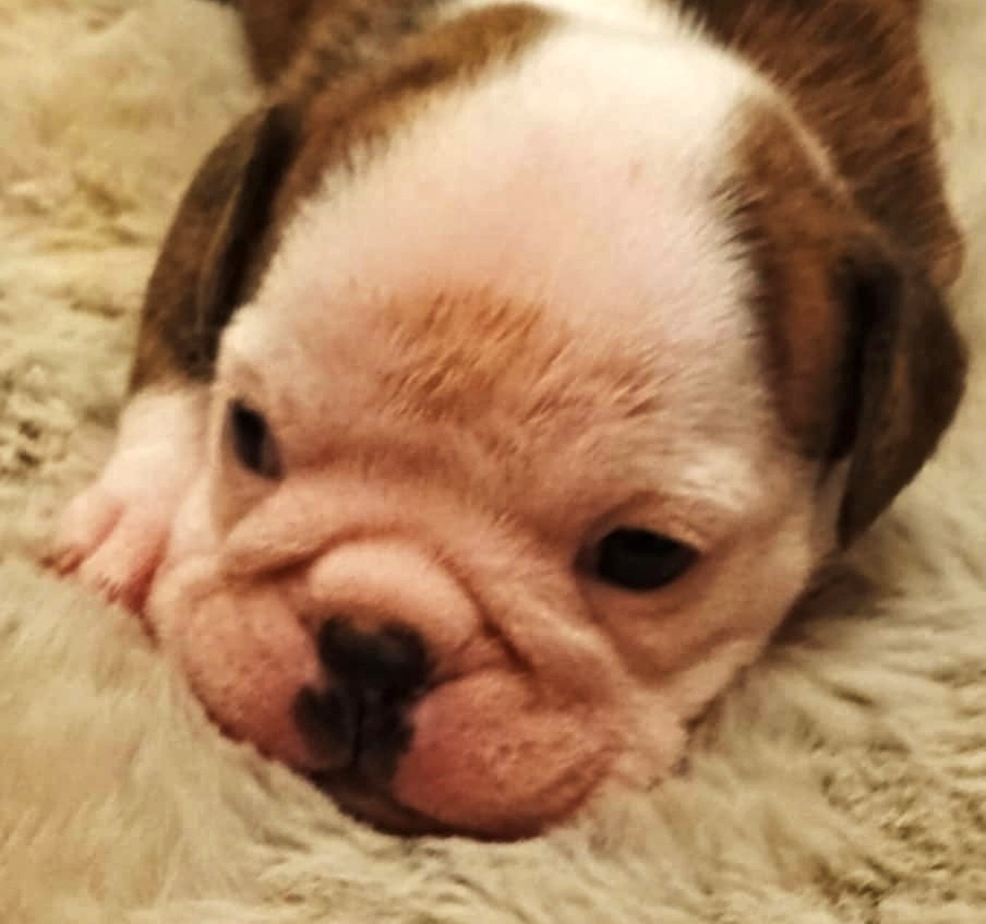 Anglický buldok s PP, štěňátka k rezervaci - 5